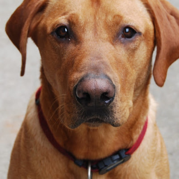 Meet your Posher, Cooper - Picture 1 of 1